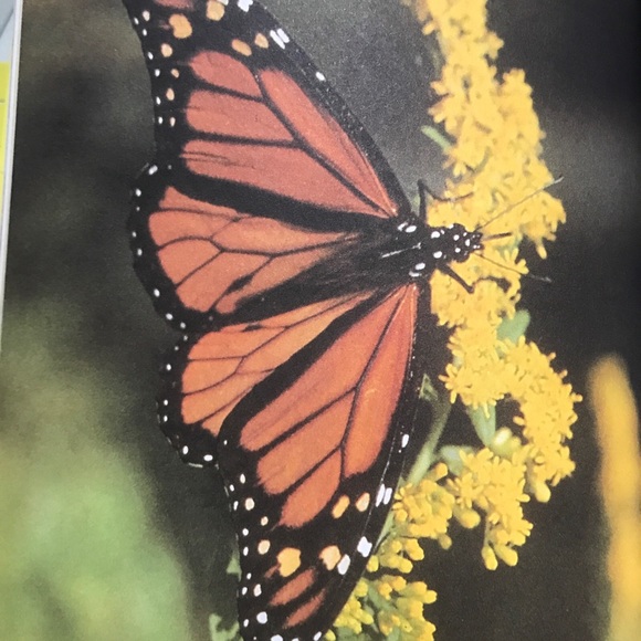 Getting To Know Nature's Children, Set of 3 Scholastic Hardcover Animals Kids - Picture 5 of 9